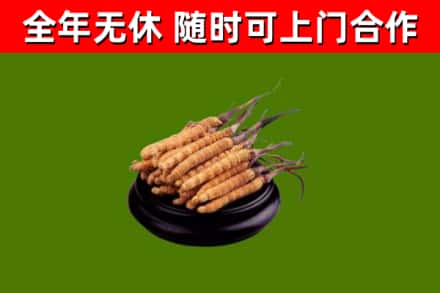 泊头回收冬虫夏草