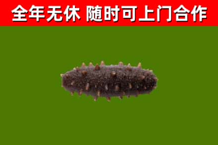 泊头回收海参干